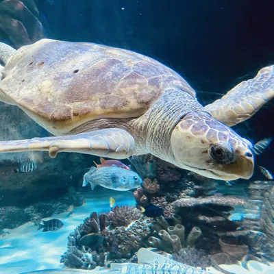 TED | SEA LIFE Orlando Aquarium
