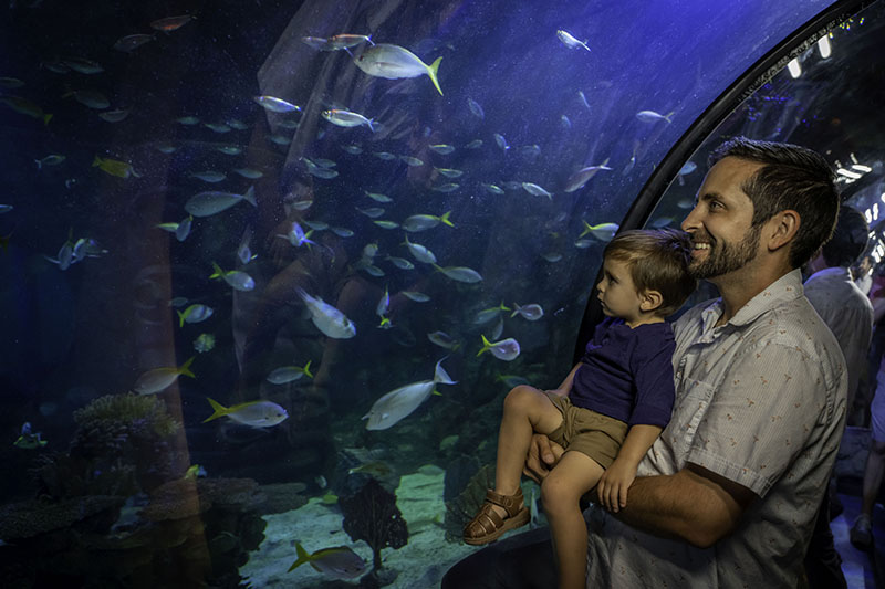 13 Things to Do in Orlando With Toddlers | SEA LIFE Orlando