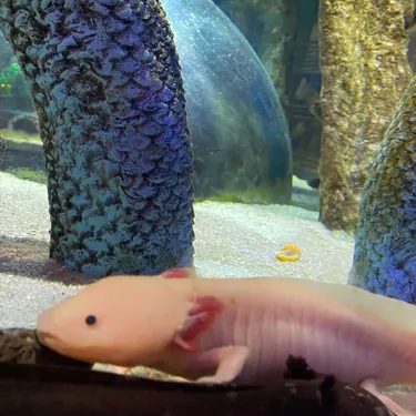 A close-up, side-angle photo of a pink and a black axolotl side by side. The pink axolotl displays feathery external gills and smooth, light skin, while the black axolotl has a darker, textured appearance with speckled skin. Both axolotls have round eyes and small, delicate limbs, highlighting their unique features and contrasting colors. Photo provided by IG user: Asherspp