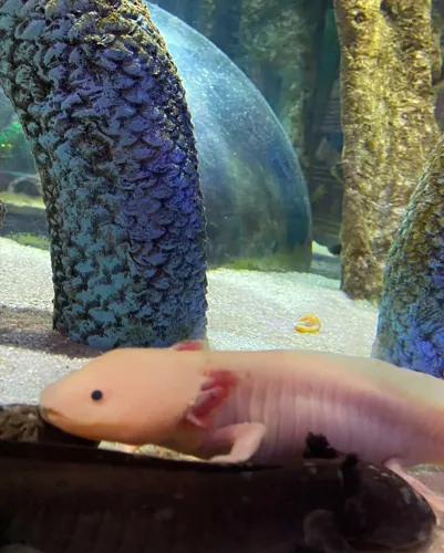 Axolotl