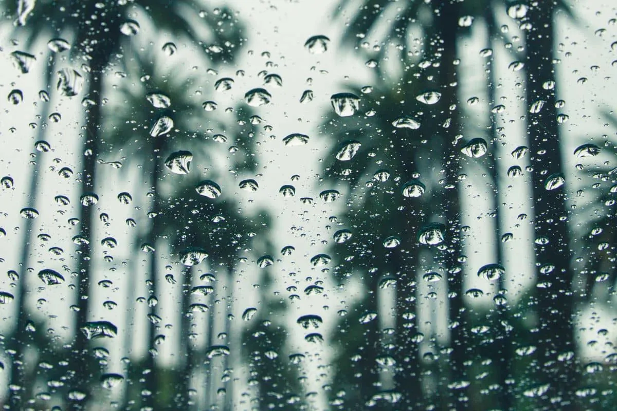 Rainy Day | SEA LIFE Orlando Aquarium