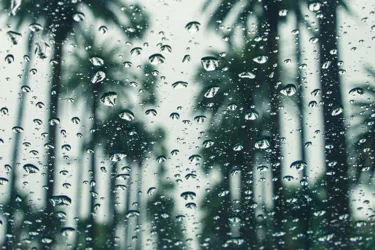 Rainy Day | SEA LIFE Orlando Aquarium