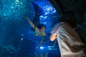 Mermaid shows at SEA LIFE Orlando: A mermaid swims in an ocean habitat, smiling at a boy through the glass.