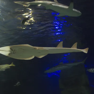 Guitarfish 4 (1)