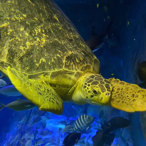 Green Sea Turtle