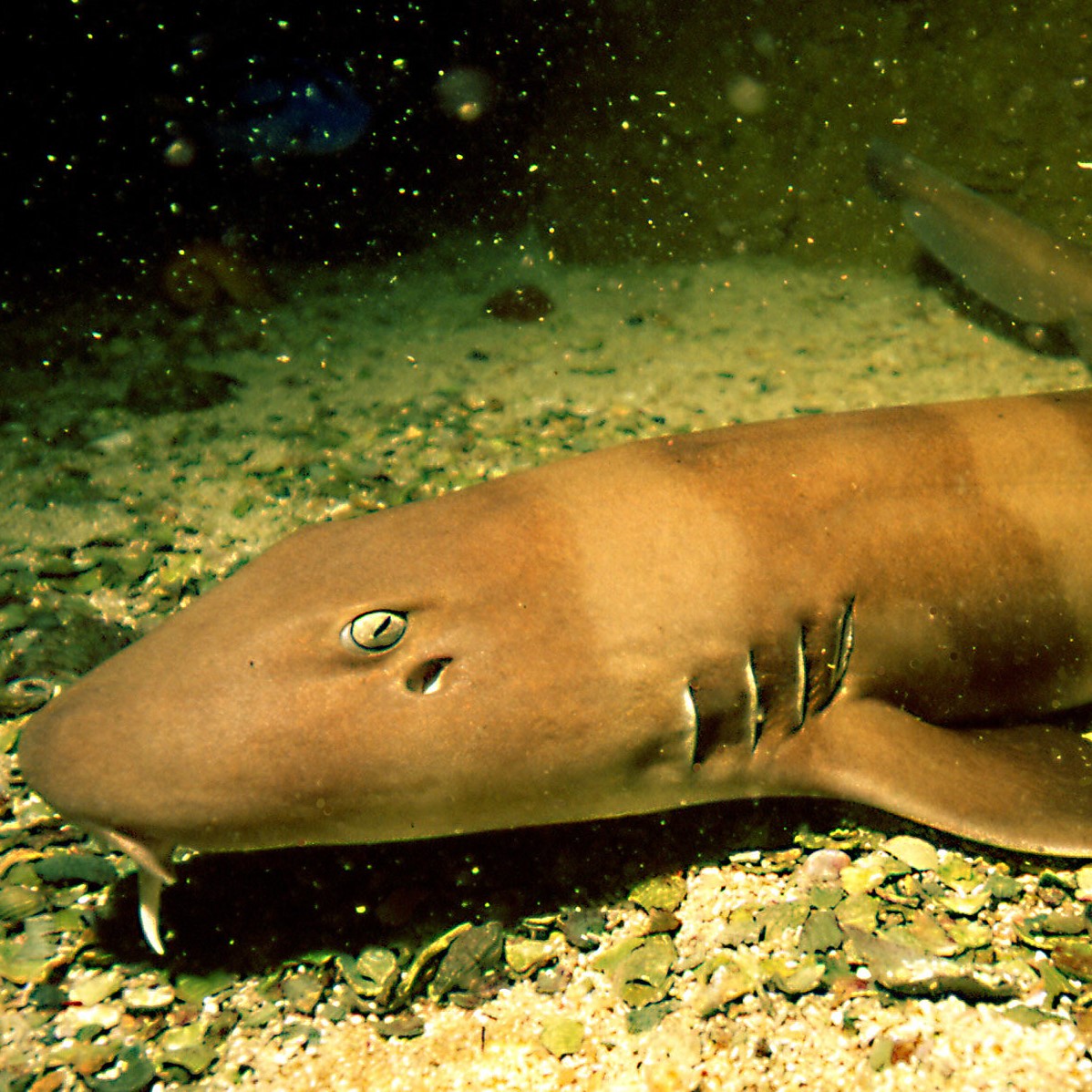 6428 Brown Banded Bamboo Shark (1)