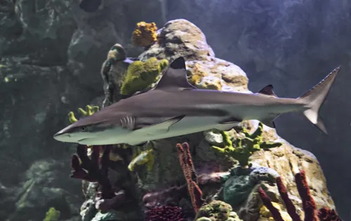 Shark feeding at SEA LIFE Orlando Aquarium