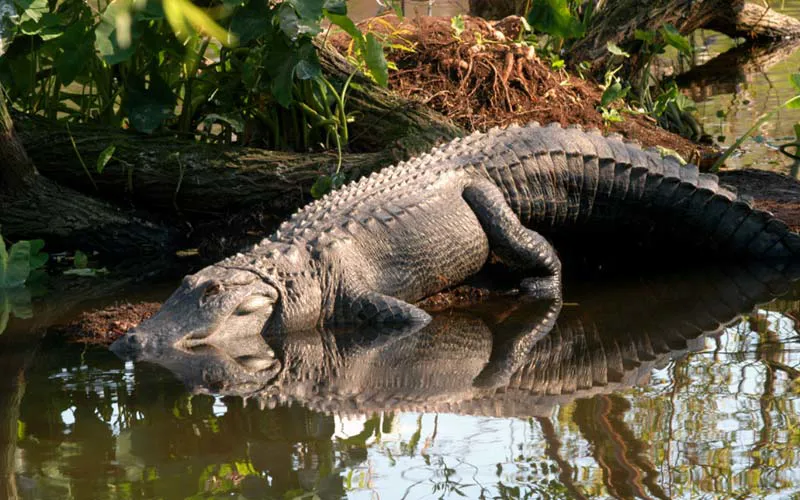 Gatorland | SEA LIFE Orlando Aquarium