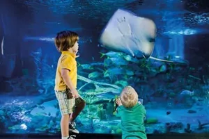 Stingrays | SEA LIFE Orlando Aquarium