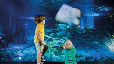 Stingrays | SEA LIFE Orlando Aquarium