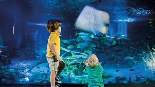 Kids watching stingrays
