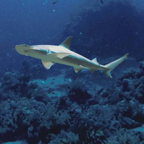 Bonnethead shark