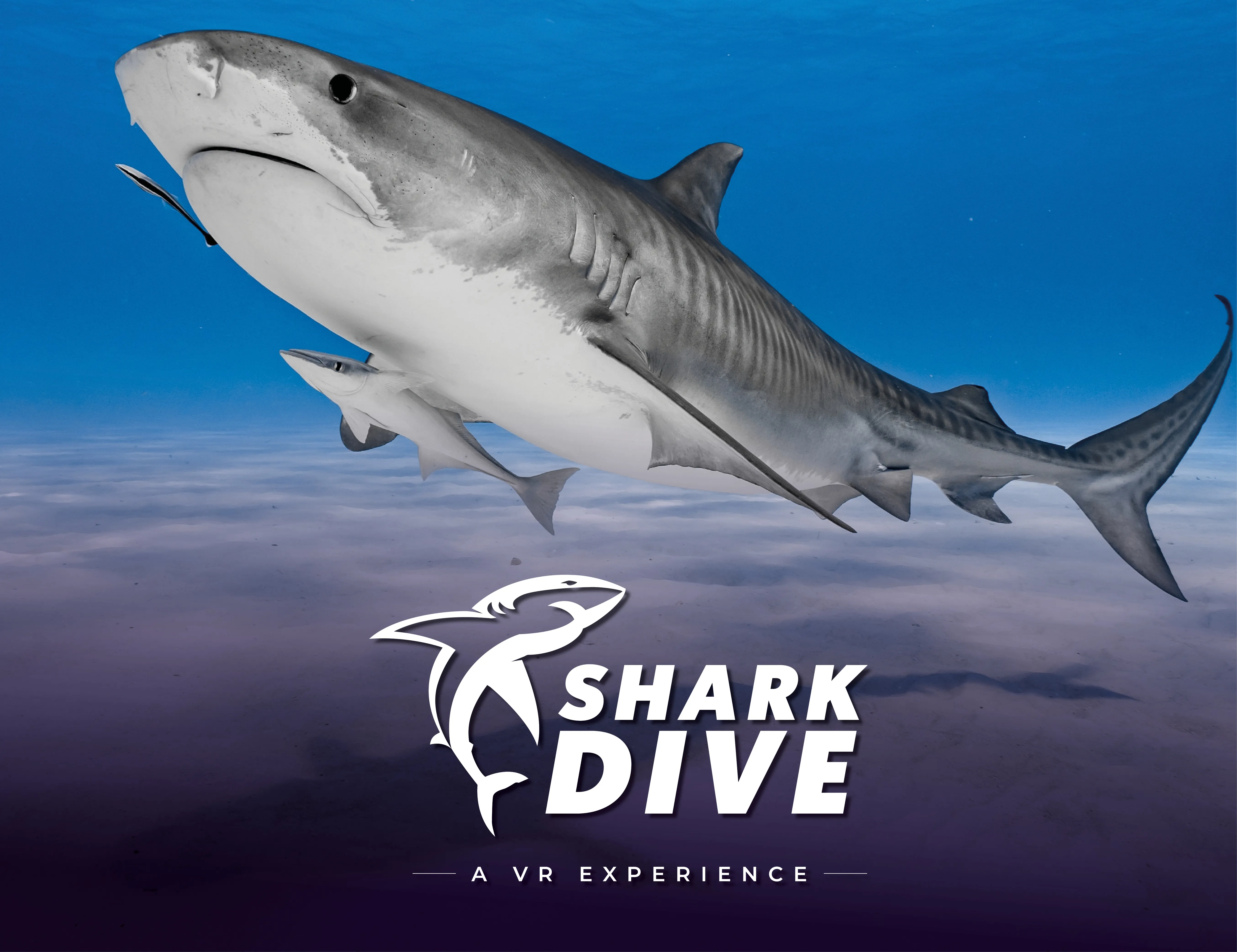 SHARK DIVE ENGLISH EMAIL INSET IMAGE 1300 X 1000 GENERIC 2