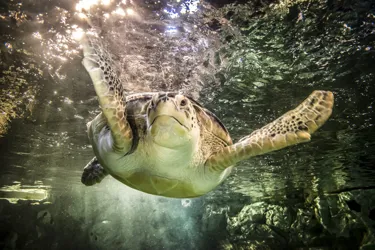 Green Sea Turtle 2