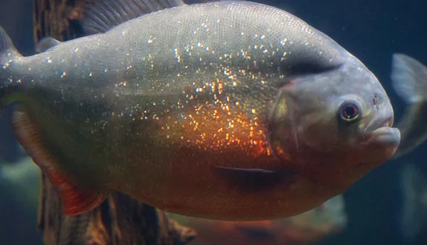 Amazon River Sea Life Paris