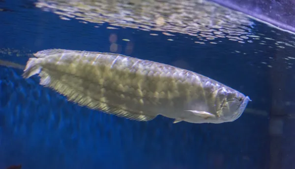 amazon river sea life paris