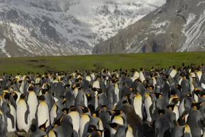 Kerguelen Une Fabrice Le Brouad