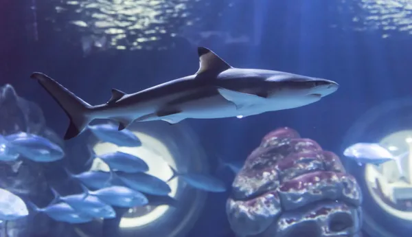 Requin À Pointe Noir (1)