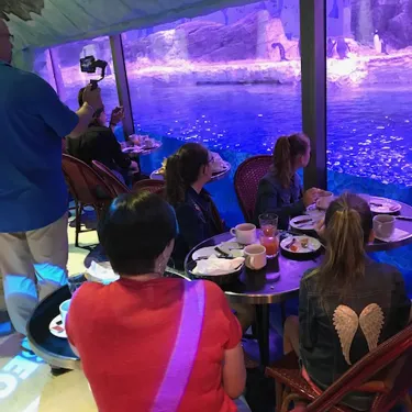 Petit Dejeuner Manchots