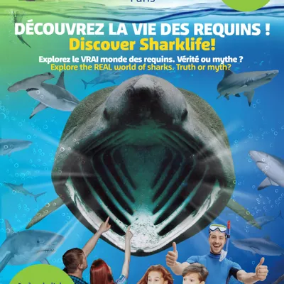 La vie des requins