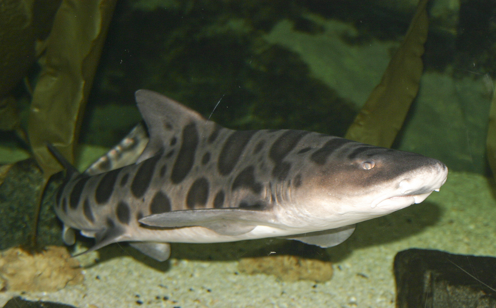 Requin Léopard