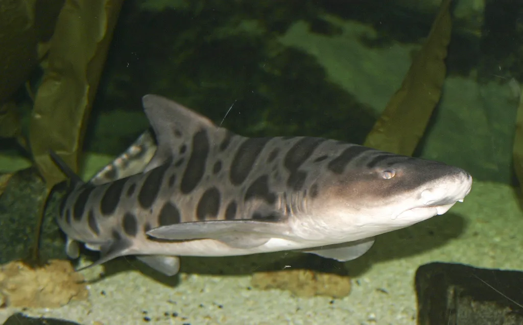 Requin Léopard