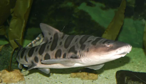 Requin Léopard