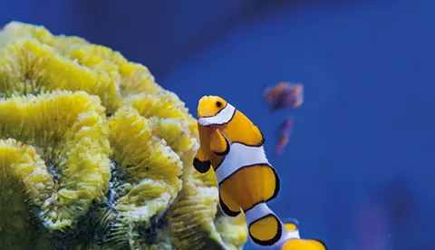 La Zone Tropicale Sea Life Paris