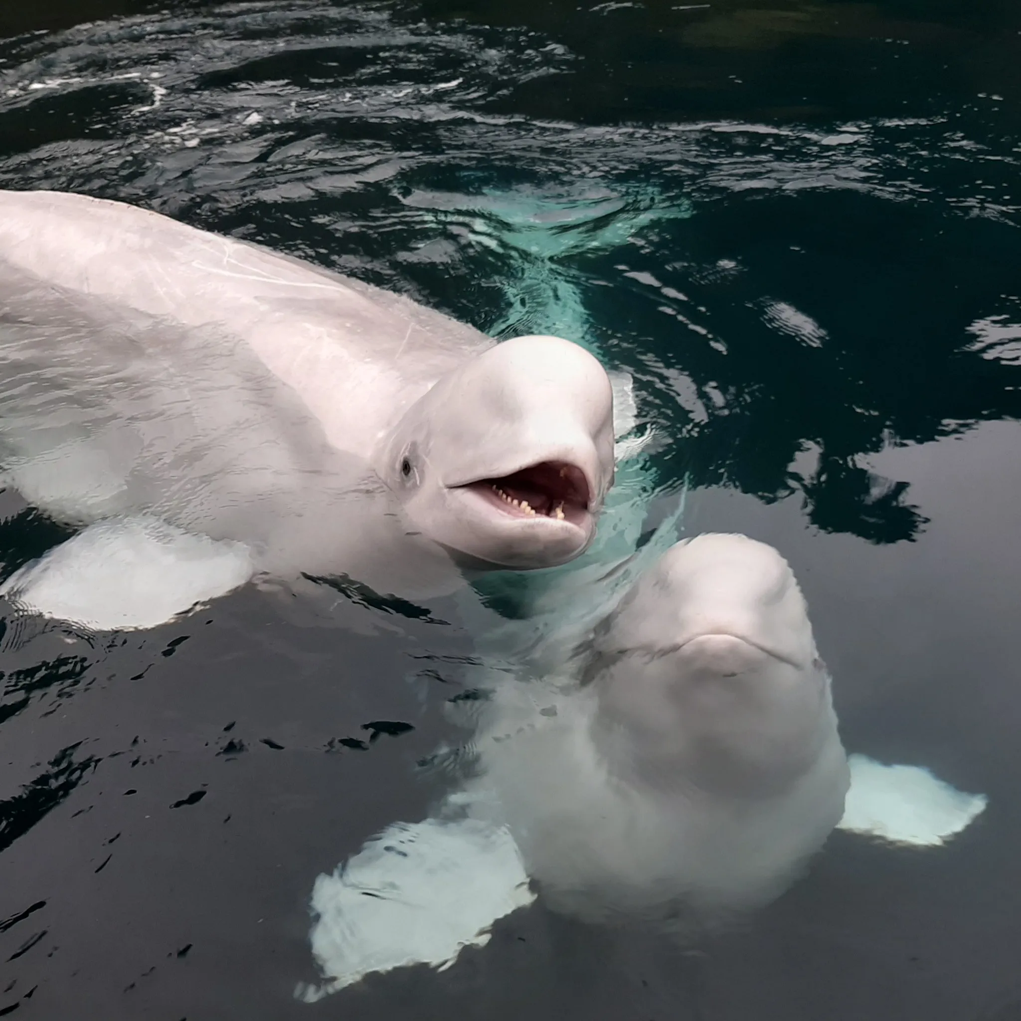 Belugas