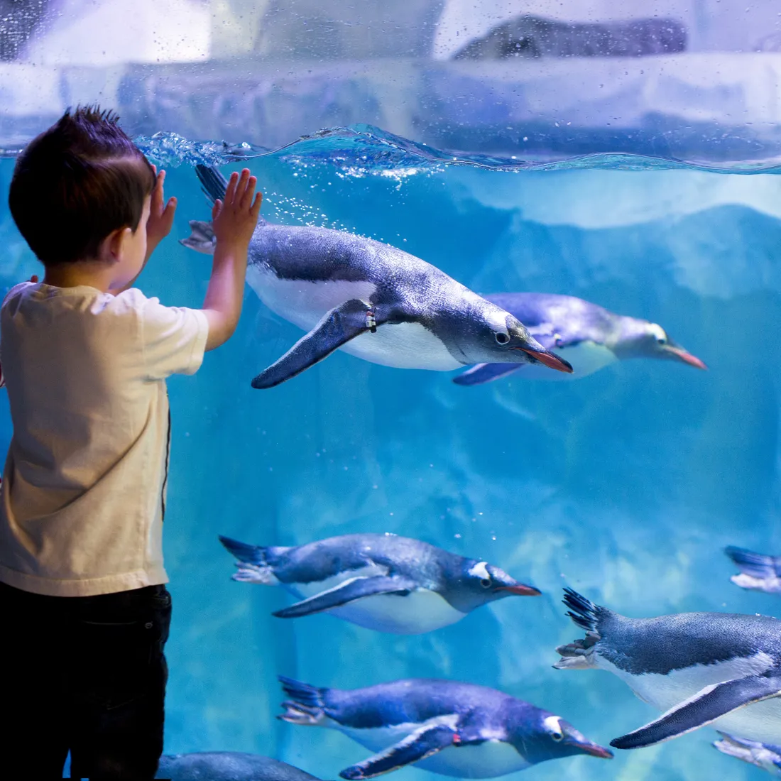 SEA LIFE Paris Aquarium at Val d'Europe