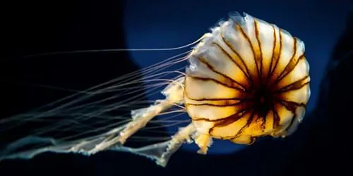 Jellyfish