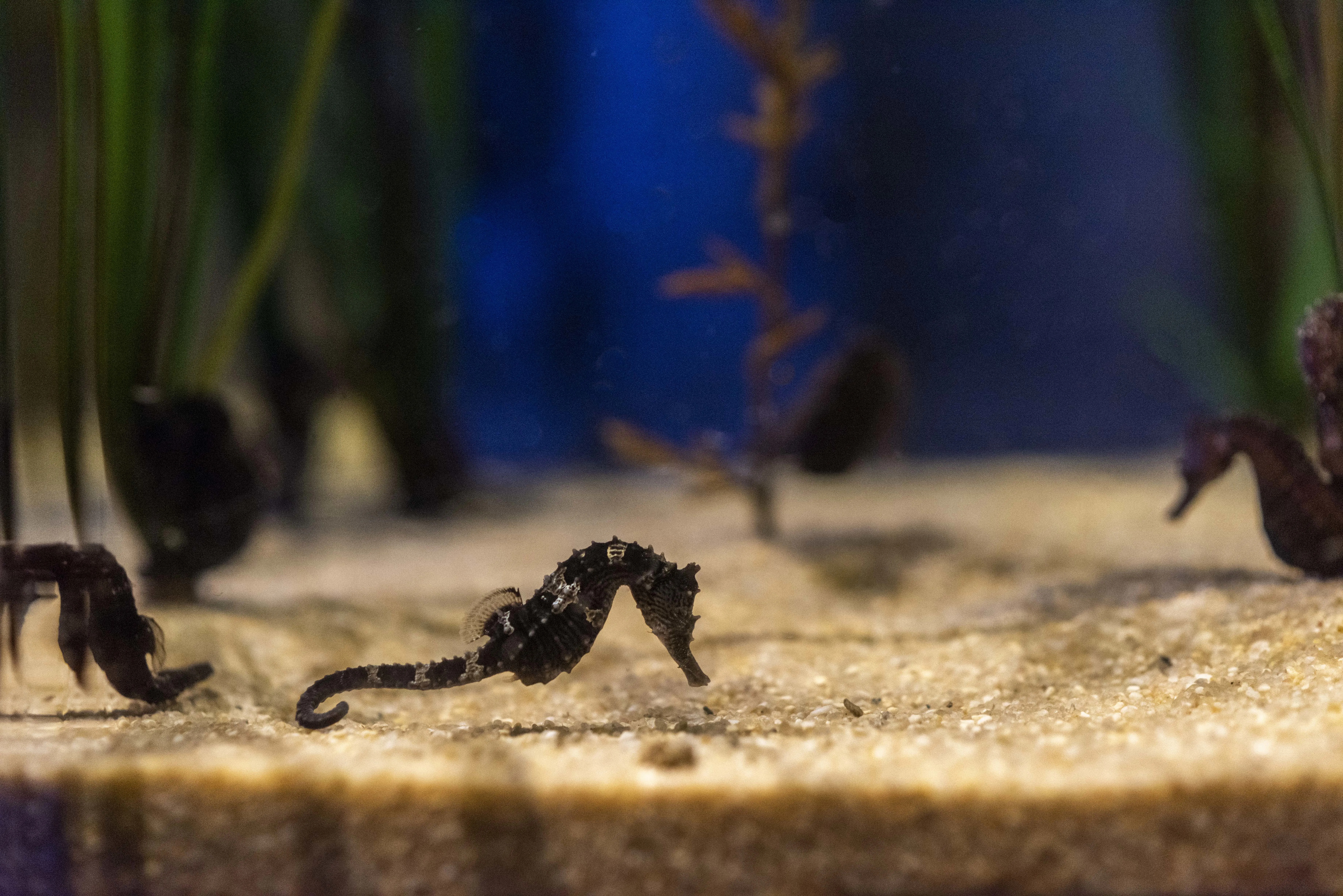 Freshwater seahorse sales aquarium