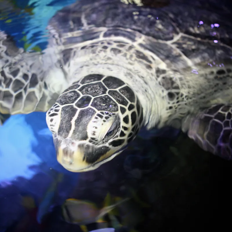 Turtles | SEA LIFE Paris
