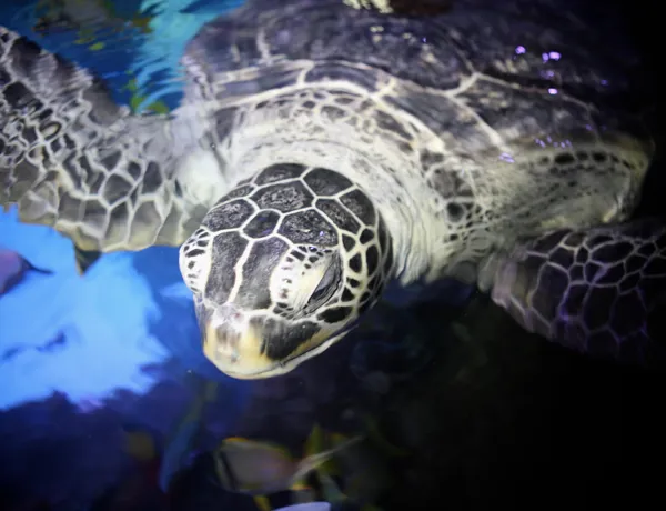 Aquarium Sea Life Paris Val d'Europe