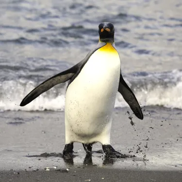 SQUARE KING PENGUIN