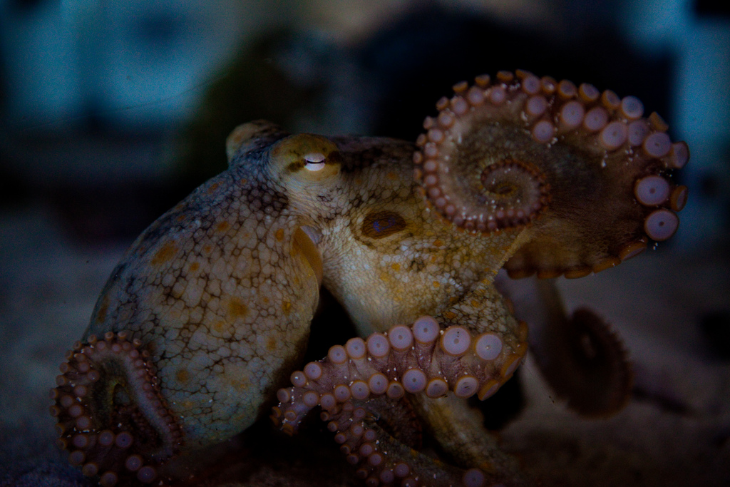 Octopus | SEA LIFE Paris