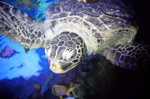 Sea Life Paris Aquarium Turtle Feeding