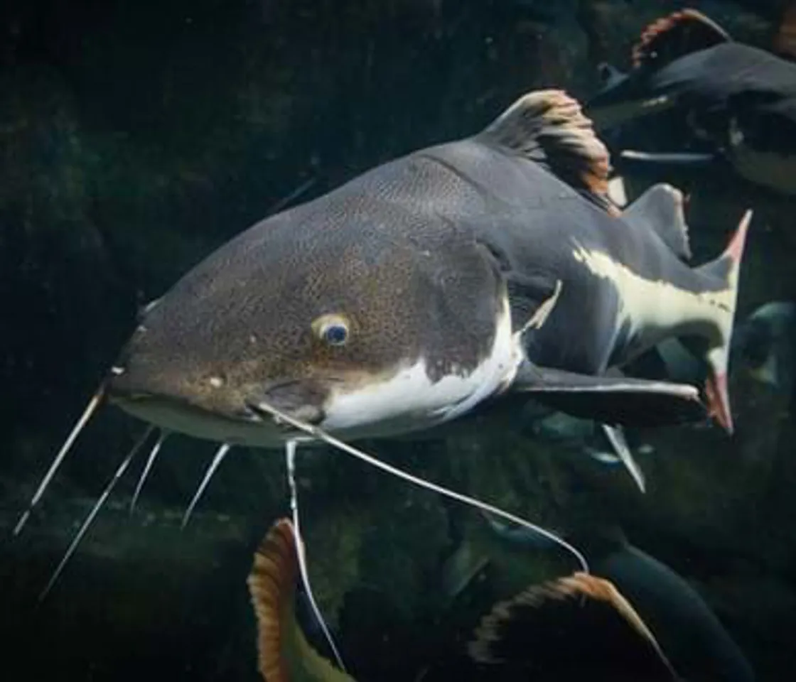 Breed, Rescue, Protect | SEA LIFE Paris