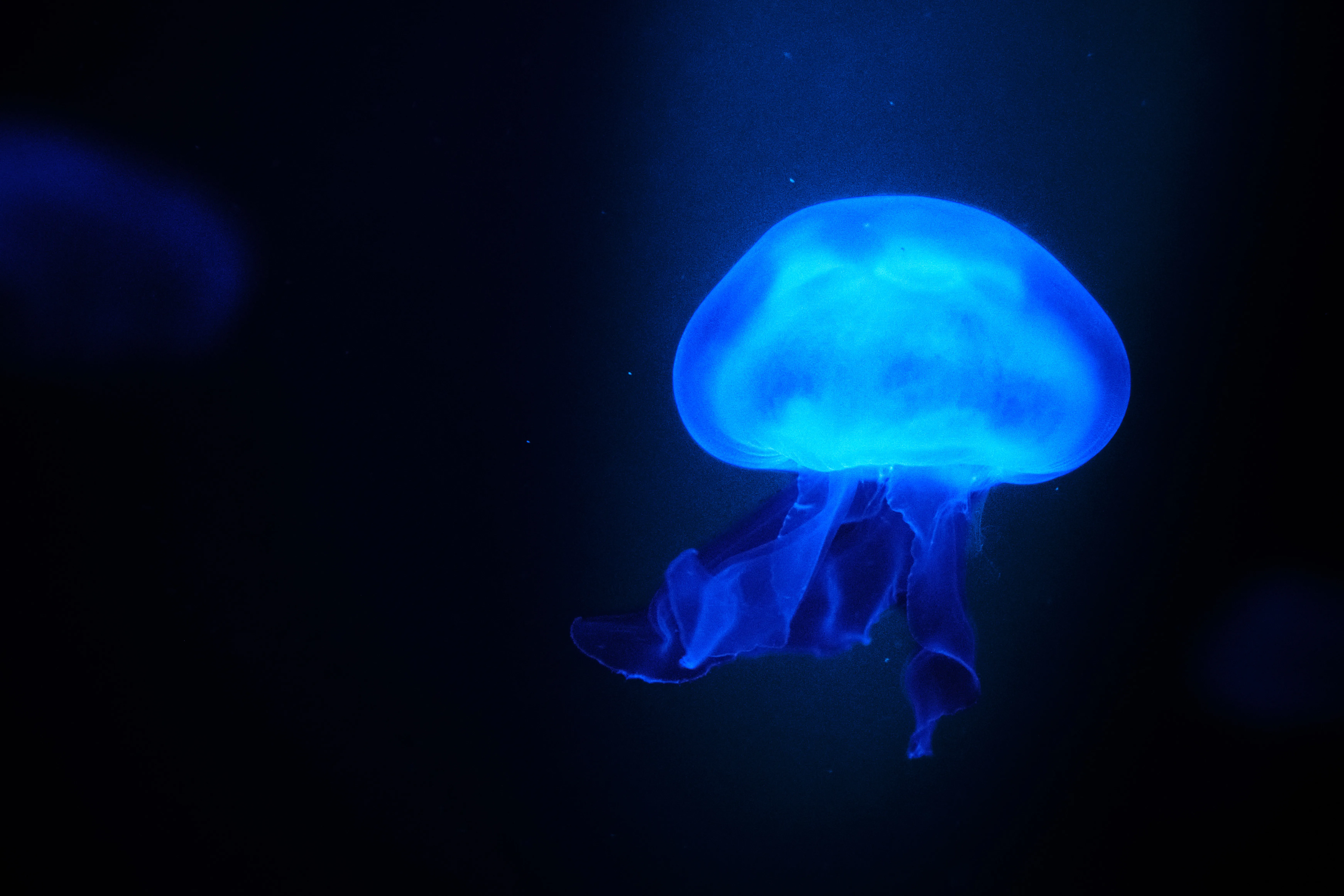 Les 30 Jours Fantastiques Sea Life!