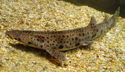 Le bassin océanique | SEA LIFE Paris