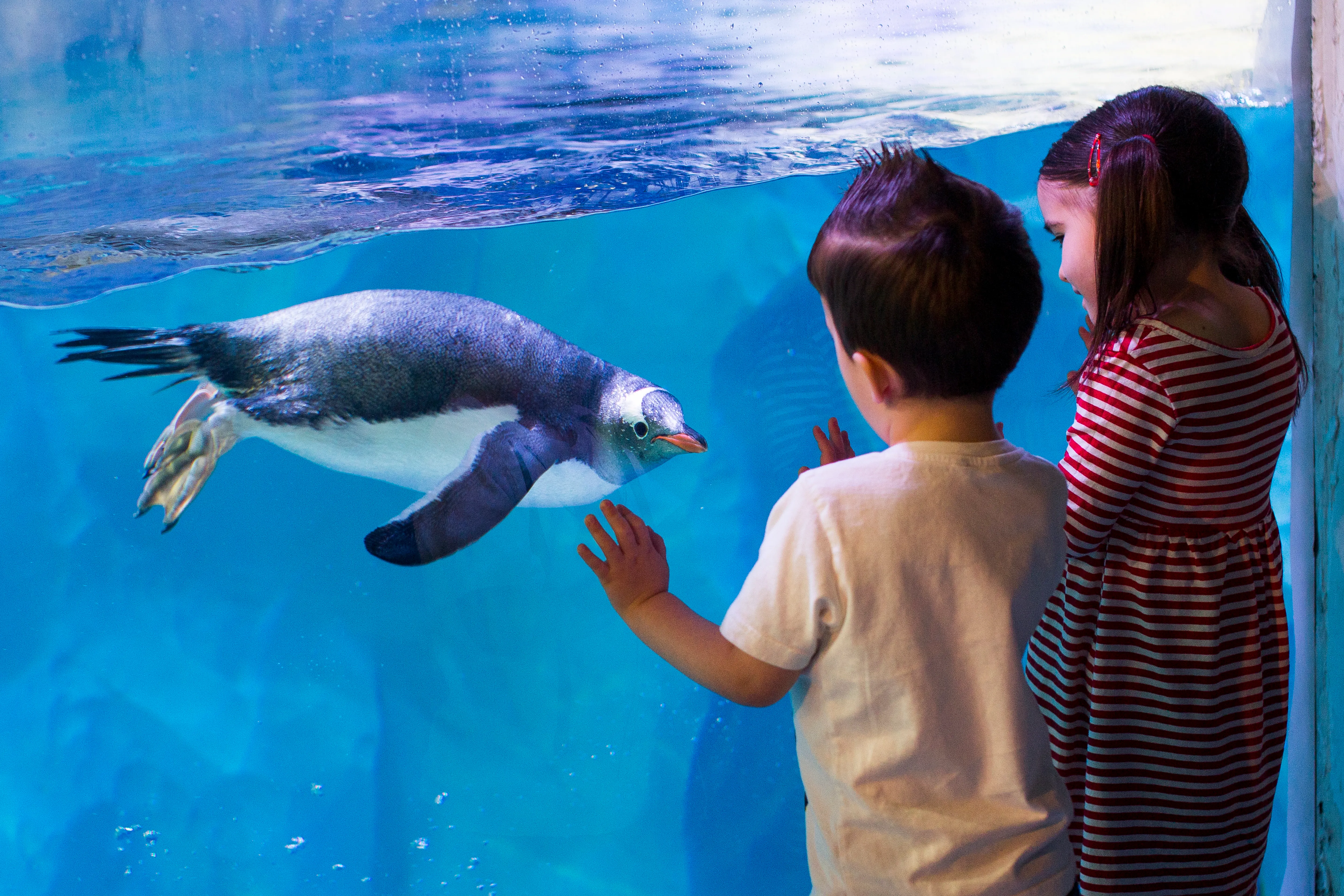 9747 SEALIFE Penguins 21 RKP (1)