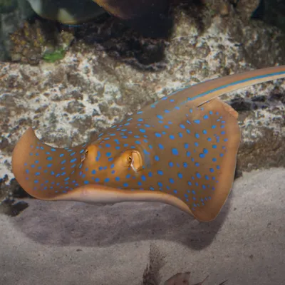 Stingrays Sea Life Paris