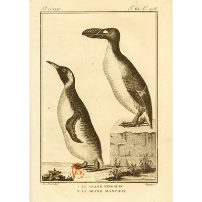 Archives Buffon Manchot Et Pingouin 1X1