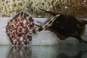 Undulata Cropped