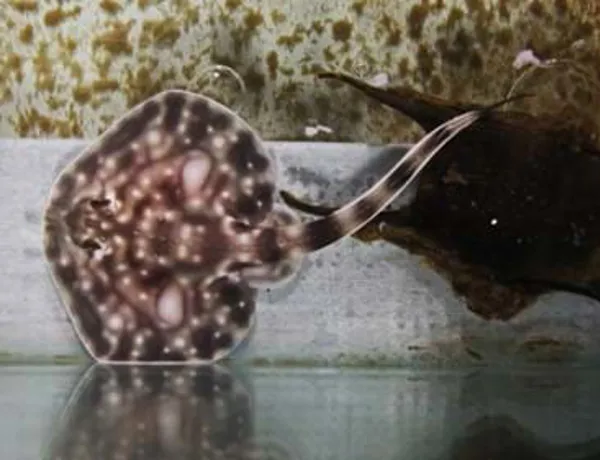 Undulata Cropped