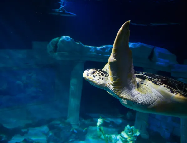 SEA LIFE Porto | O Aquário das Famílias