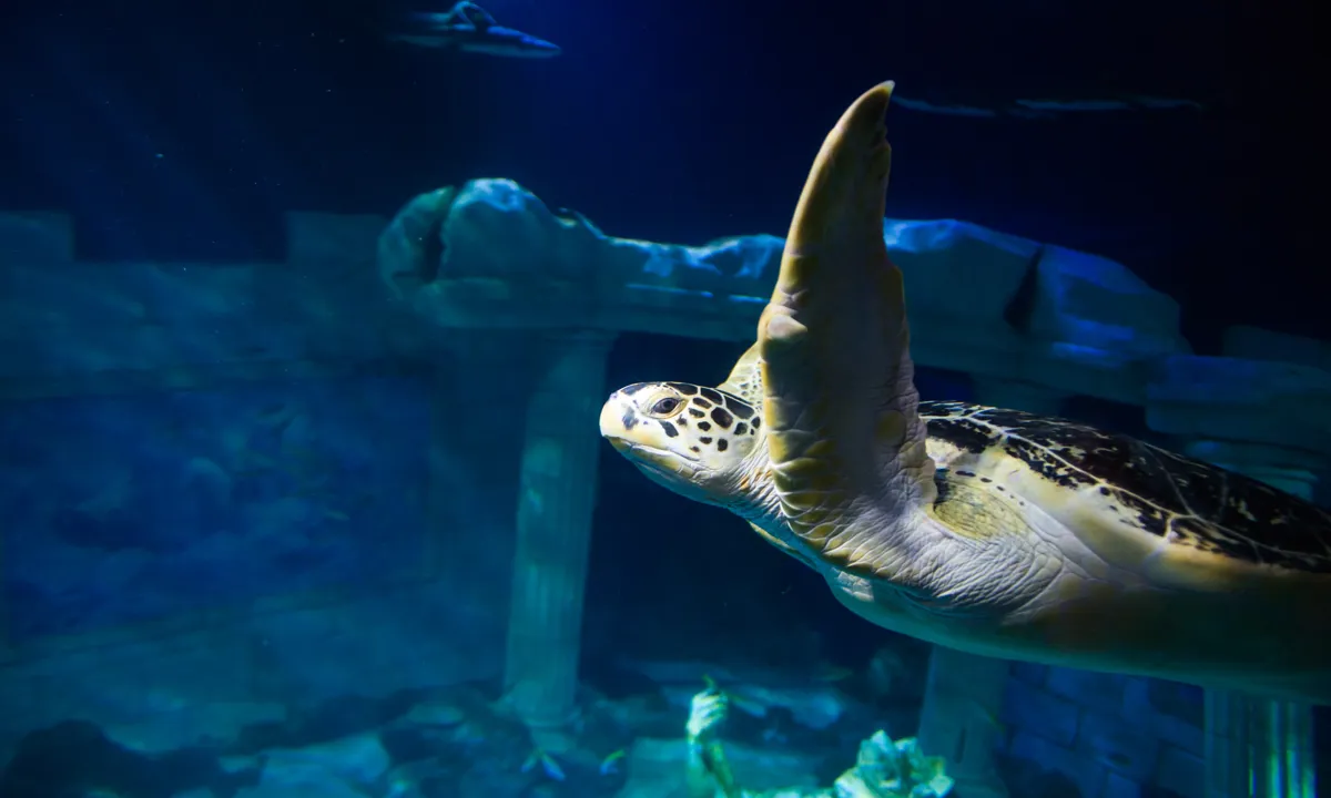 Visitantes a observar o aquário principal do SEA LIFE Porto