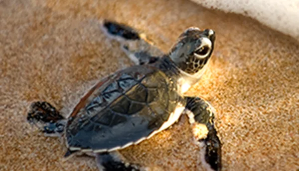 Circle Small Turtle