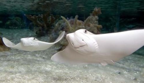 9165 Cow Nose Ray