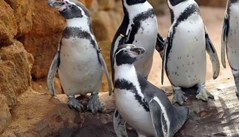 Site Pinguins